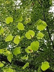 Tilia cordata