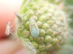 Placochilus seladonicus