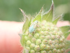 Placochilus seladonicus