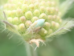 Placochilus seladonicus