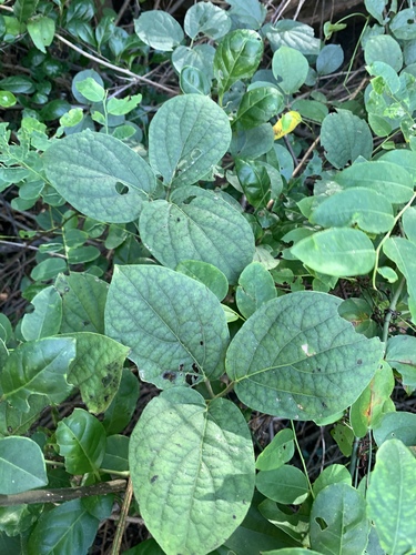 Illigera luzonensis (Illigera luzonensis)