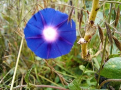 Ipomoea purpurea