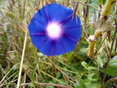 Ipomoea purpurea