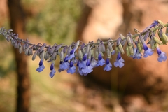 Salvia guadalajarensis