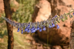 Salvia guadalajarensis