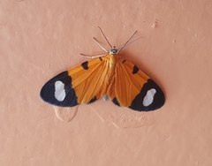 Eudule pulchricolora