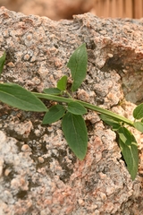 Salvia guadalajarensis