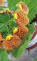 Calceolaria × herbeohybrida