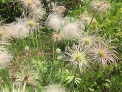 Pulsatilla cernua