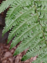 Dryopteris filix-mas
