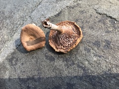 Lactarius rimosellus