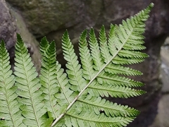 Dryopteris filix-mas