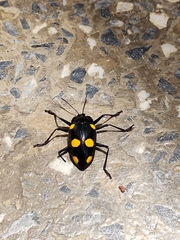 Scaphidomorphus tripunctatus