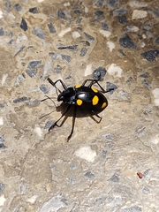 Scaphidomorphus tripunctatus