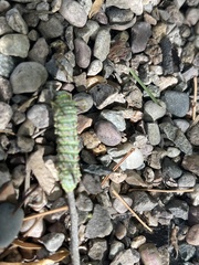 Syssphinx hubbardi