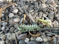 Syssphinx hubbardi