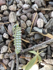 Syssphinx hubbardi