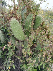 Opuntia