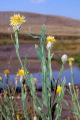 Centaurea chartolepis