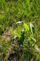 Senecio glaberrimus