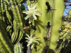 Myrtillocactus cochal