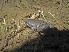 Elachistocleis nigrogularis
