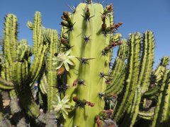 Myrtillocactus cochal