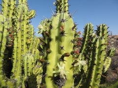 Myrtillocactus cochal