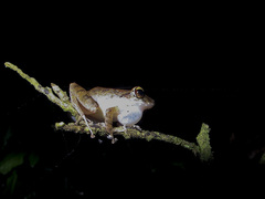 Pristimantis charlottevillensis