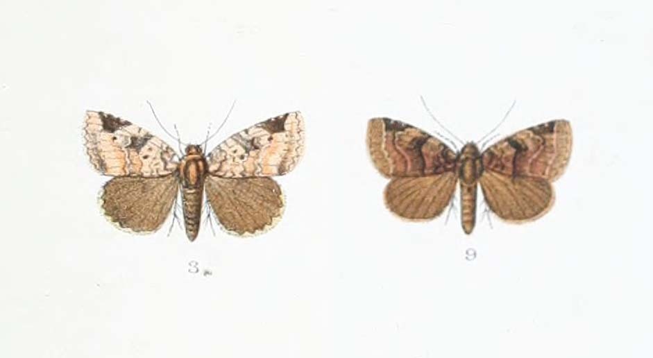 Arenarba arenacea