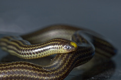 Epictia tenella