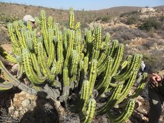 Myrtillocactus cochal