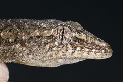 Hemidactylus palaichthus