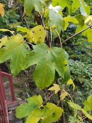 Acer pseudoplatanus