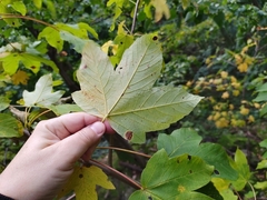 Acer pseudoplatanus