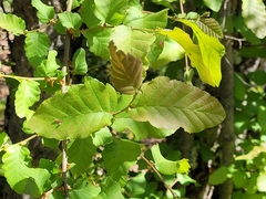 Nothofagus glauca