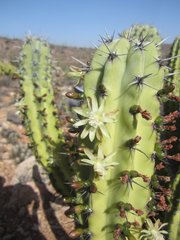 Myrtillocactus cochal