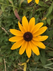 Rudbeckia hirta