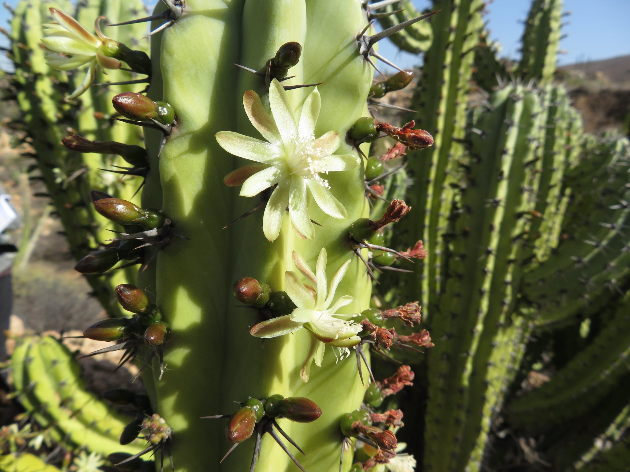 Myrtillocactus cochal