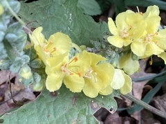 Verbascum simplex