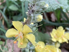 Verbascum simplex