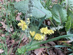 Verbascum simplex
