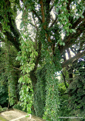 Dolichandra unguis-cati