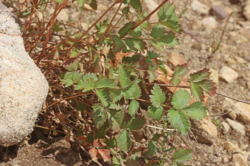 Drymocallis micropetala