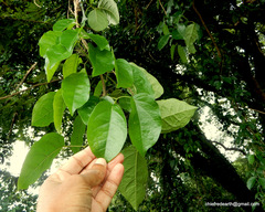 Dolichandra unguis-cati