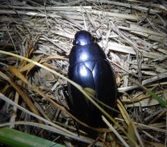 Hydrophilus pistaceus