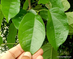 Dolichandra unguis-cati