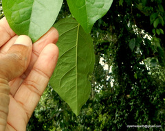 Dolichandra unguis-cati