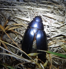 Hydrophilus pistaceus