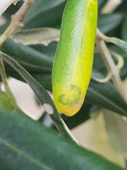 Venturia oleaginea